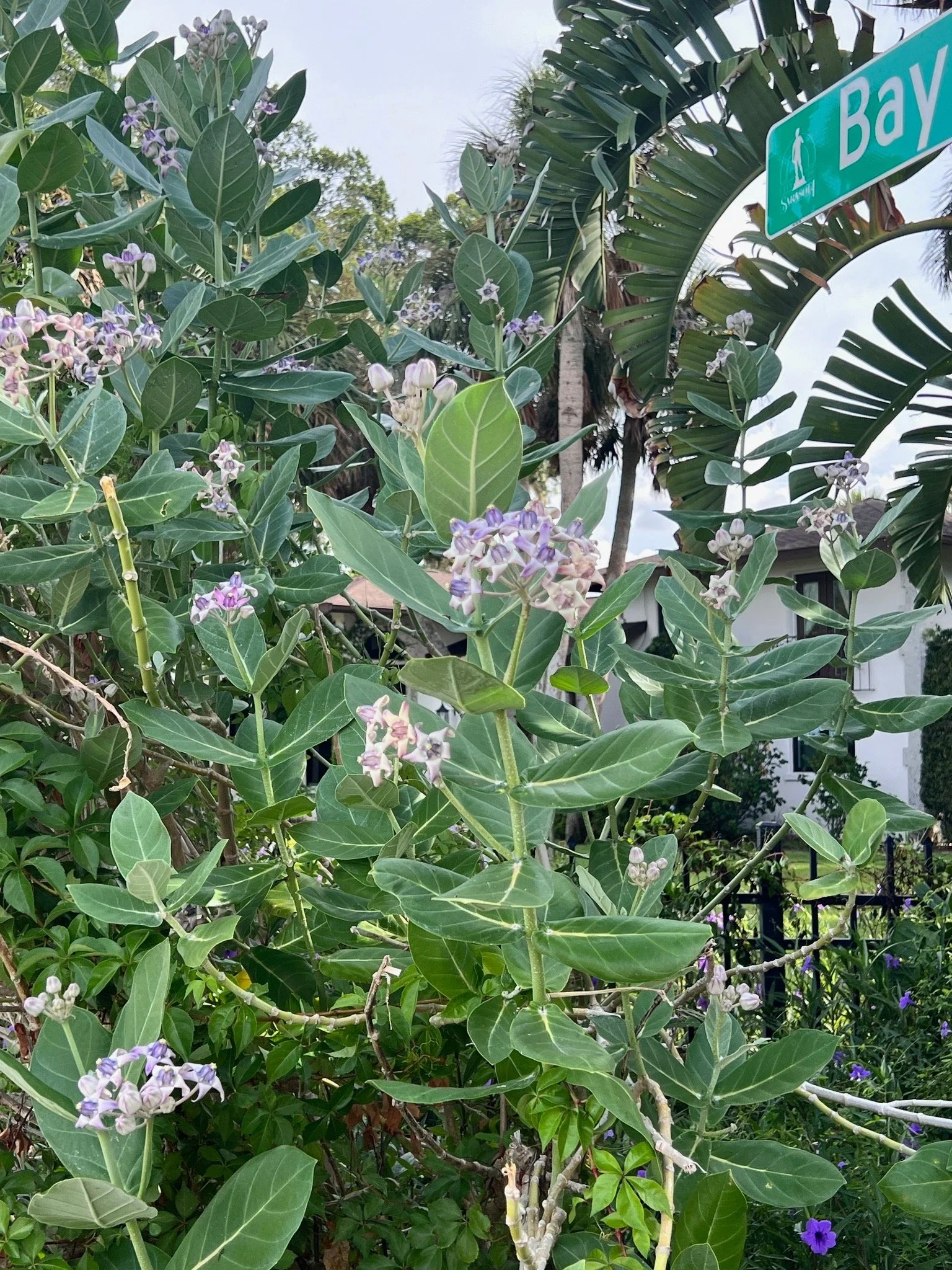 Jatropha, Jatropha integerrima — Florida Native Plants Nursery